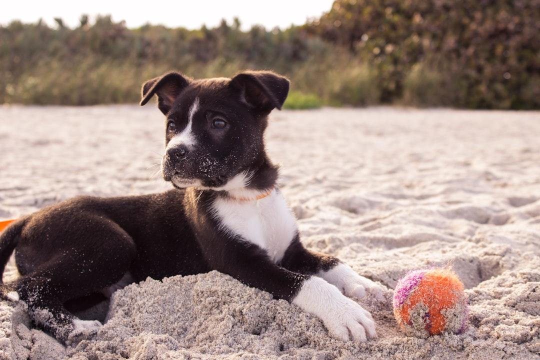 Pet Toys: Navigating the Trends and Preferences