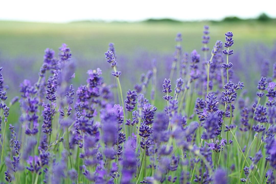 Natural Ingredients in Barrier Creams: Jojoba & Lavender