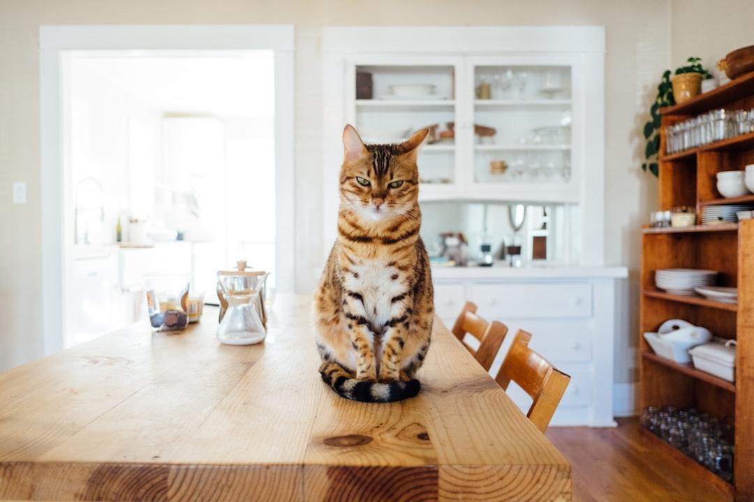 Human-Grade Cat Food: Best Nutrition Guide for Felines