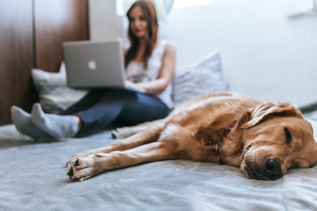 Leveraging Influencer Marketing in the Pet Food Industry