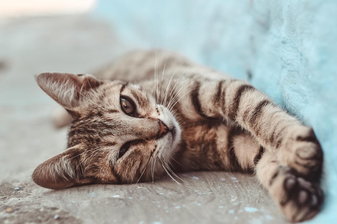 Probiotics for Cats: The Secret to Feline Health