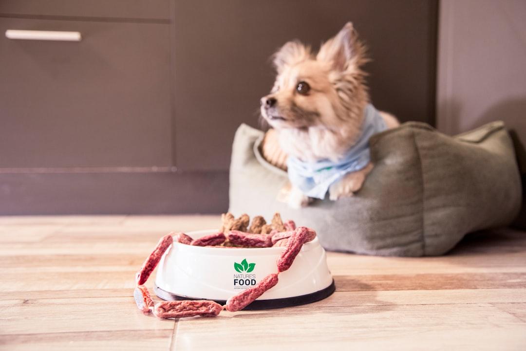 Why More Pet Owners Are Switching to Raw Dog Food