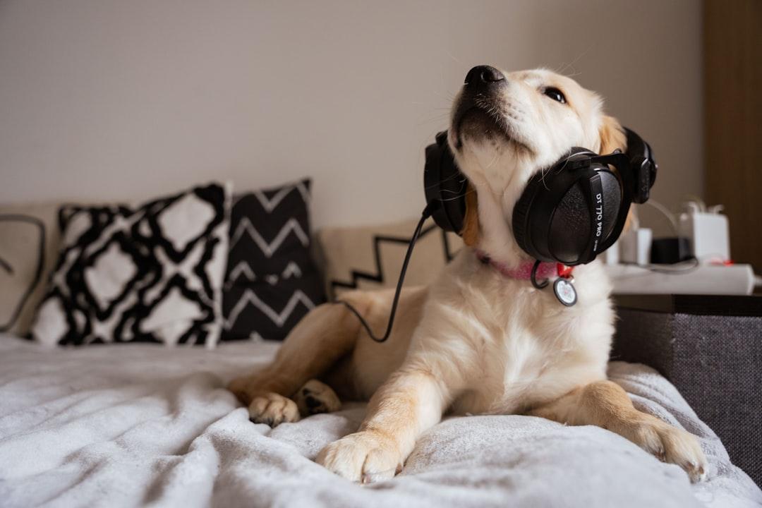 Are Noise-Cancelling Headphones for Dogs the Next Big Niche?