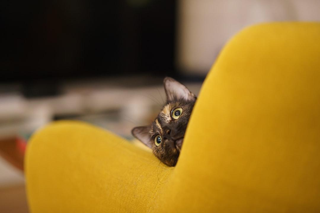 How Can You Create Cat-Friendly Furniture for Your Home?