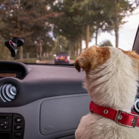 Lyft's Pet Rides & Innovations in Pet Travel Apps