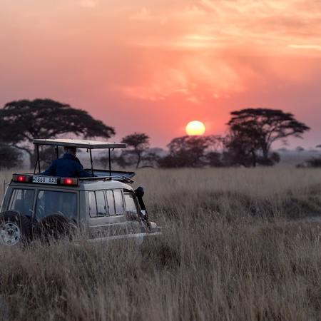 Luxury Safari Lodges: Wildlife Meets Opulence