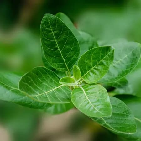 Is Ashwagandha Water the Modern Elixir for Stress Reduction?