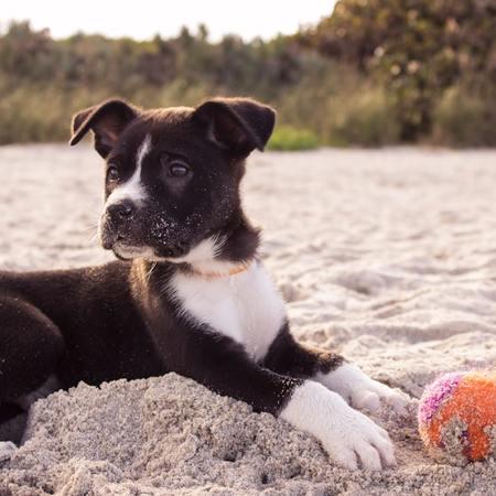 Pet Toys: Navigating the Trends and Preferences