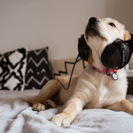 Are Noise-Cancelling Headphones for Dogs the Next Big Niche?