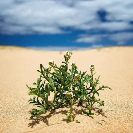 Secrets of Resurrection Grass for Hydrated Skin