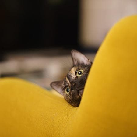 How Can You Create Cat-Friendly Furniture for Your Home?