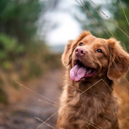 The Rise of Natural and Organic Pet Foods