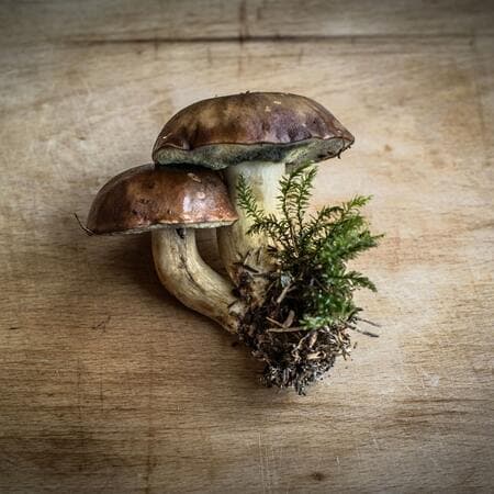 Mushroom Chocolate: A Delicious Path to Better Immune Health