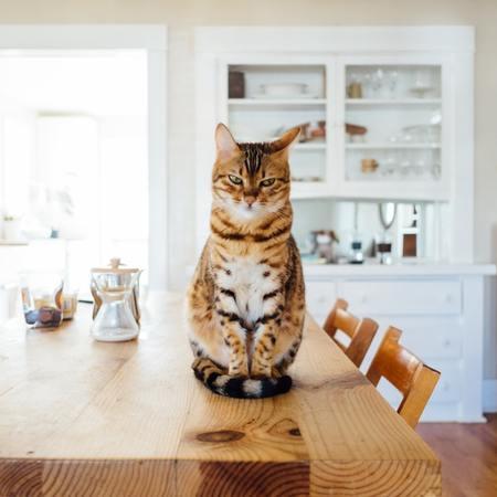 Human-Grade Cat Food: Best Nutrition Guide for Felines