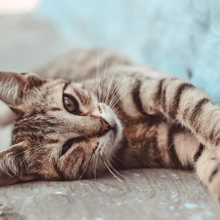 Probiotics for Cats: The Secret to Feline Health