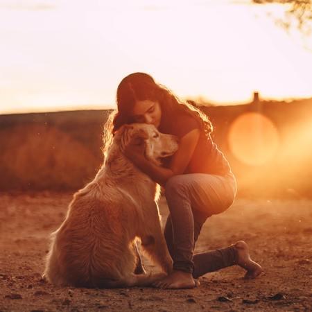 Are CBD Dog Treats the New Go-To for Pet Wellness?