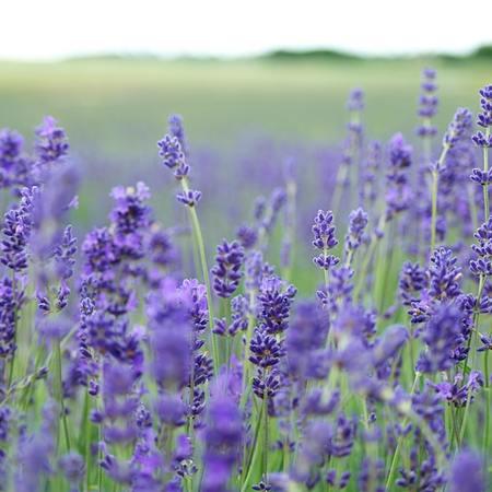 Natural Ingredients in Barrier Creams: Jojoba & Lavender