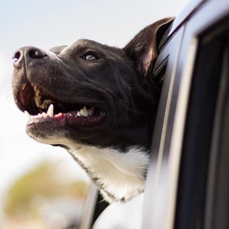 High-Protein Dog Treats: Brutus Bone Broth Biscuits